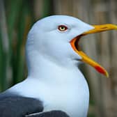 Last year Aberdeenshire Council received 118 gull complaints from residents