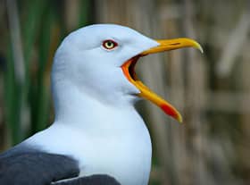 Last year Aberdeenshire Council received 118 gull complaints from residents