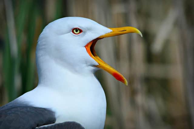 Last year Aberdeenshire Council received 118 gull complaints from residents