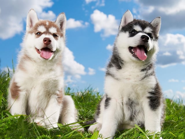 A Siberian Husky called Balto became famous after leading a team of sled dogs to deliver serum to the Alaskan city of Nome to successfully combat an outbreak of diphtheria in 1925. There is a bronze statue of Balto in New York's Central Park to mark his heroism.