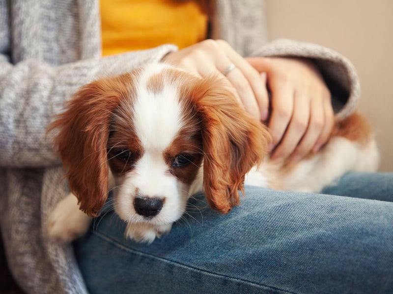 Named after King Charles II, the Cavalier King Charles Spaniel has been one of the most popular breeds of lapdog since the 17th century, with a silky coat that's perfect for patting.