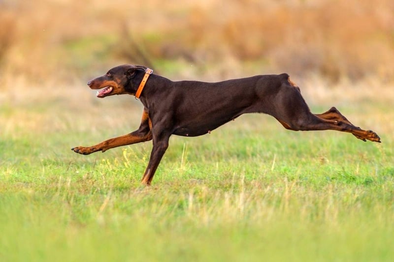 Also known as the Doberman Pinscher, the Dobermann is another dog that needs at least two hours of exercise. It's long, athletic legs and keen intelligence have made it a popular choice to carry out search and rescue operations.