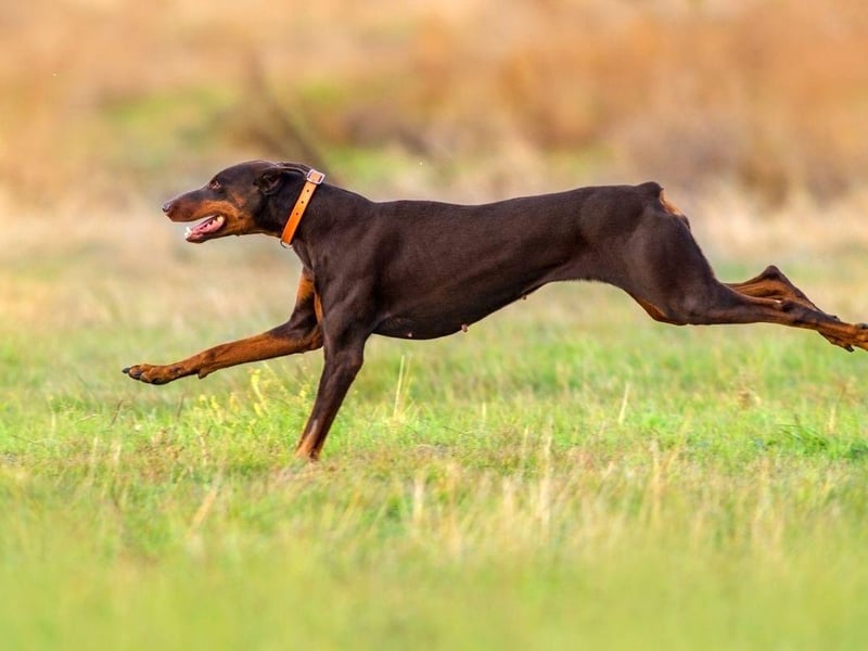 Also known as the Doberman Pinscher, the Dobermann is another dog that needs at least two hours of exercise. It's long, athletic legs and keen intelligence have made it a popular choice to carry out search and rescue operations.