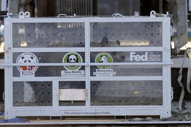 Yang Guang, the male panda is second off the plane, before being loaded into the Fedex van.
