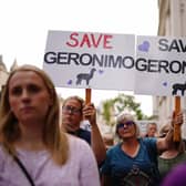 Demonstrators head to Downing Street in central London, during the protest march against the decision to put down Geronimo, the alpaca which has tested positive for tuberculosis.