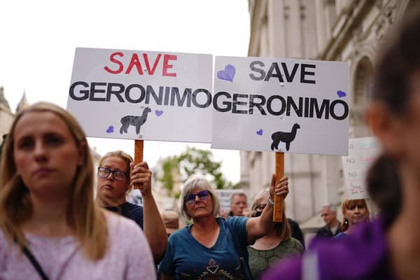 Demonstrators head to Downing Street in central London, during the protest march against the decision to put down Geronimo, the alpaca which has tested positive for tuberculosis.