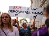 Demonstrators head to Downing Street in central London, during the protest march against the decision to put down Geronimo, the alpaca which has tested positive for tuberculosis.