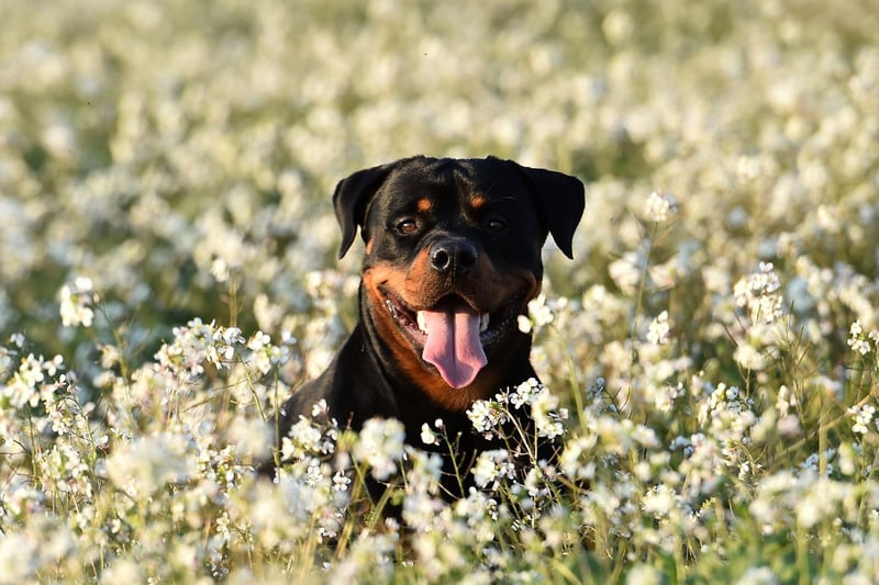 You won't have to tell a Rottweiler to do something twice. Their combination of obedience, eagerness to please, and loyalty makes them a great canine companion and earns them ninth place on this list.