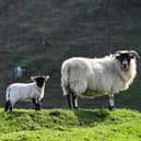Lambing time has arrived.