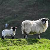 Lambing time has arrived.