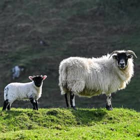 Lambing time has arrived.