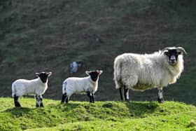 Lambing time has arrived.