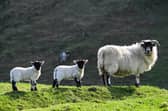 Lambing time has arrived.