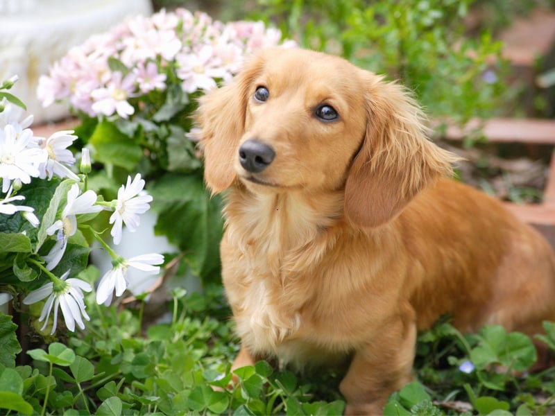 Completing the top ten most popular sausage dog names is another unusual one - Sizzle. It's maybe because these cute and long canines look like hot dogs.