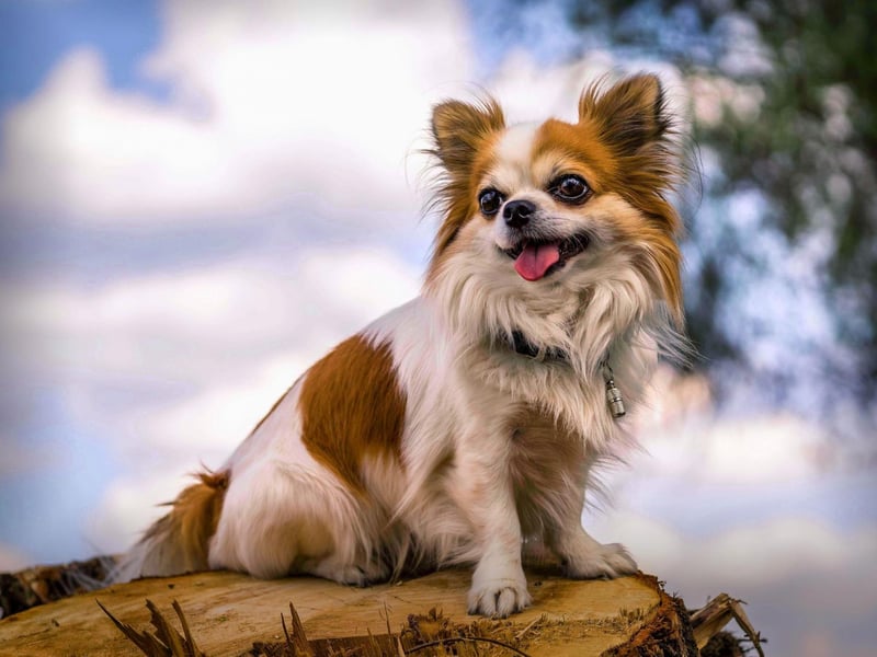 Completing the top five most famous movie dog breeds, with 167 appearances, is the tiny Chihuahua. Landmark canine roles for this pup include Legally Blonde, the Beverley Hills Chihuahua series and Ren & Stimpy.