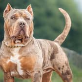 The Scottish Government is alarmed at an ‘influx’ of XL bully dogs from south of the Border (Picture: Adobe)