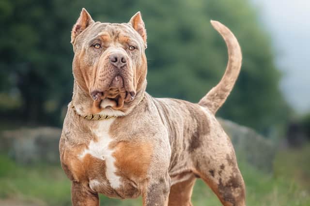 The Scottish Government is alarmed at an ‘influx’ of XL bully dogs from south of the Border (Picture: Adobe)