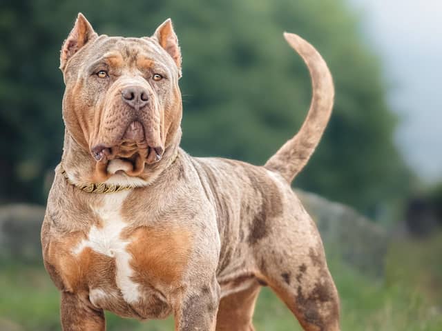 The Scottish Government is alarmed at an ‘influx’ of XL bully dogs from south of the Border (Picture: Adobe)