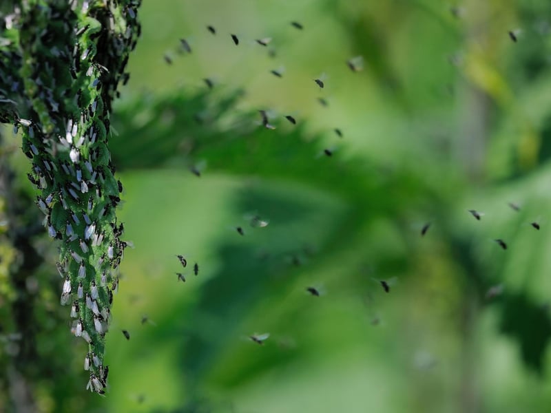 The midge bite is a fairly unpleasant process - with the insect using its mouth parts like two saws to cut through the skin. It then uses its saliva to stop the blood from coagulating, creating a pool from which to feed.