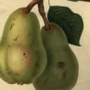 A illustration of two ripe Williams Bon Chretien pears from Horticultural Society Transactions, Vol 2, circa 1850  (Picture: Hulton Archive/Getty Images)
