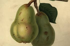A illustration of two ripe Williams Bon Chretien pears from Horticultural Society Transactions, Vol 2, circa 1850  (Picture: Hulton Archive/Getty Images)