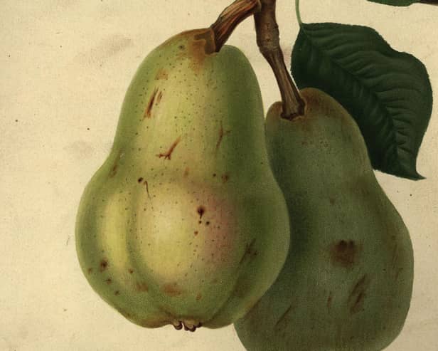 A illustration of two ripe Williams Bon Chretien pears from Horticultural Society Transactions, Vol 2, circa 1850  (Picture: Hulton Archive/Getty Images)