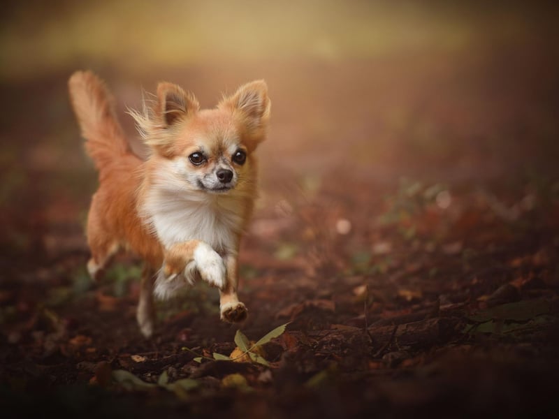 Chihuahuas don't have any one particularly common colour or pattern of coat - in fact they can occur in virtually any color combination, from solid to mottled or splashed.