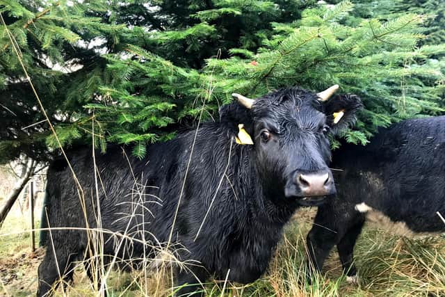Shetland cow at Howemill Farm near Huntly