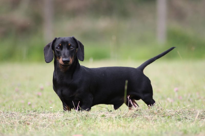 The third most expensive pup is the cute Miniature Dachshund, with an average price tag of £2,537.