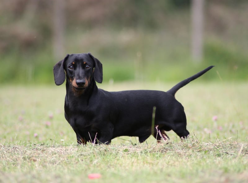 The third most expensive pup is the cute Miniature Dachshund, with an average price tag of £2,537.