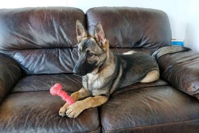 Aged at around a year old, Leo is already a big boy (naturally, being a German Shepard) with bundles of energy - make sure you can keep up with him!