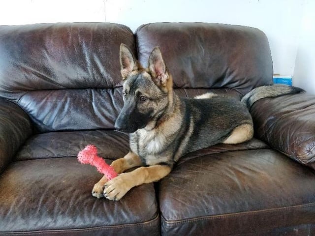 Aged at around a year old, Leo is already a big boy (naturally, being a German Shepard) with bundles of energy - make sure you can keep up with him!