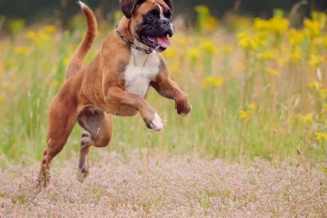 Boxers are a particularly popular breed of police dog in mainland Europe - particularly in Germany. They have a history of working in the military as guard, patrol and messenger dogs during both World Wars. With the perfect mix of intelligence, loyalty and eagerness to please, they are many an officer's best friend.