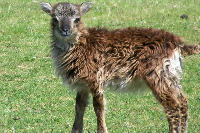 This youngster is among a herd of Soay sheep sharing Holy Isle with the Buddhists