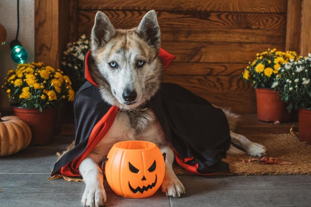 A simple red and black cape with a rakish collar is pretty easy to make at home and will transform your pooch into a 'terrifying' vampire. They're also widely available from shops and on the internet.