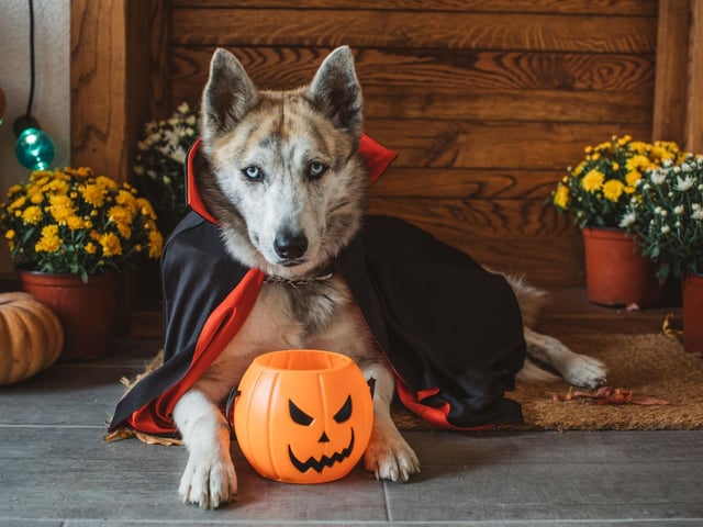 A simple red and black cape with a rakish collar is pretty easy to make at home and will transform your pooch into a 'terrifying' vampire. They're also widely available from shops and on the internet.