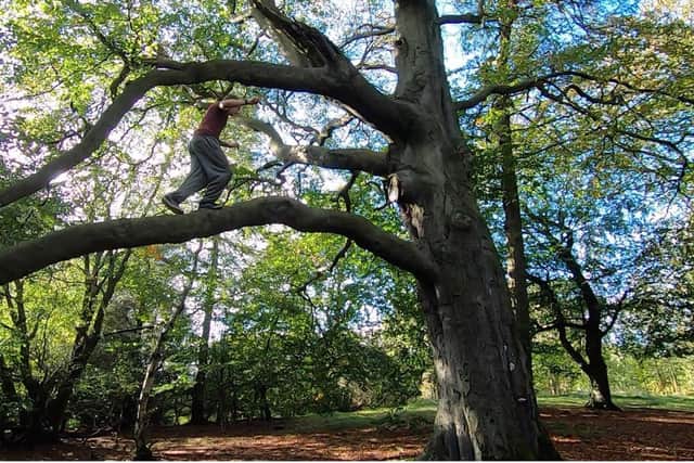 Personal trainer Rory Ferguson said that tree climbing is a perfect exercise.