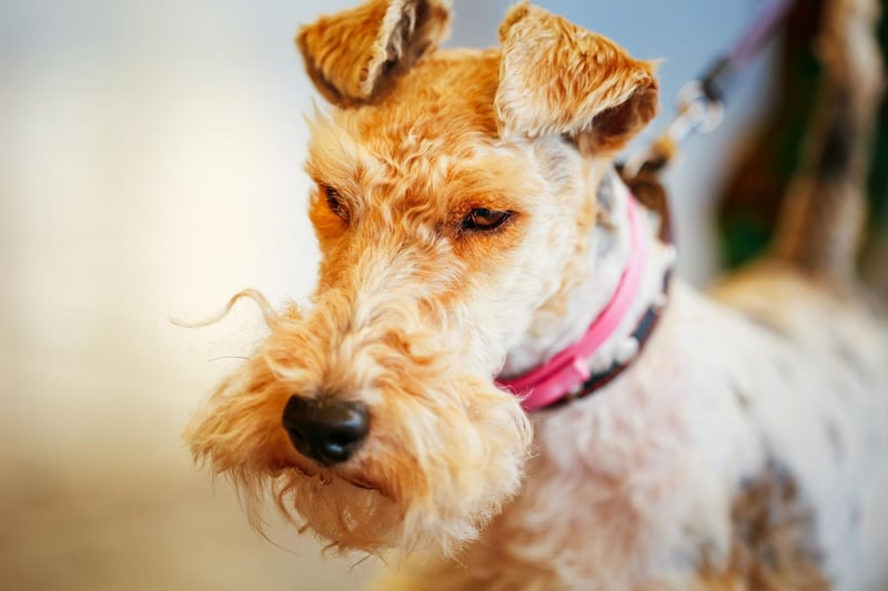 Bred to chase small game from their burrows, the Wire Fox Terrier is known for its intelligence and high energy levels. There were 485 registrations last year, giving them a top five spot.