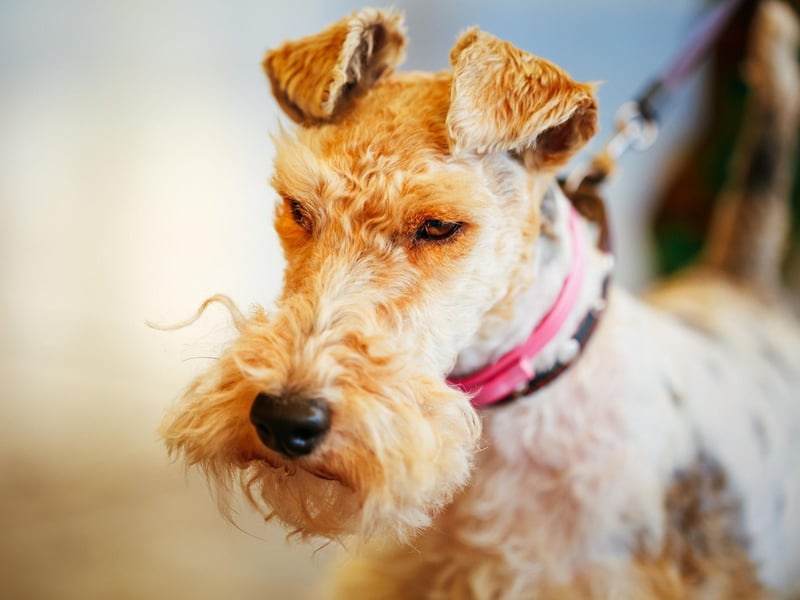 Bred to chase small game from their burrows, the Wire Fox Terrier is known for its intelligence and high energy levels. There were 485 registrations last year, giving them a top five spot.