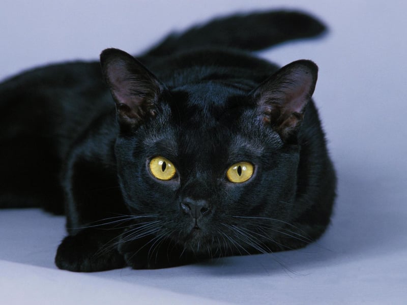 Clever, cute, and cuddly Bombay often has owner's heart immediately - and who can blame them?