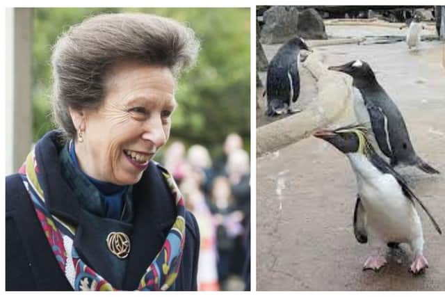 The Princess Royal will see penguins at Edinburgh Zoo as members of the royal family visit the nations of the UK to celebrate the Queen’s Platinum Jubilee.