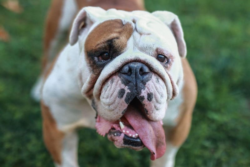 Bulldogs are one of the quietest breeds out there, spending a good deal of their time napping. They are also very loving and are content in smaller homes.