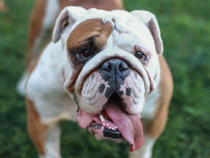 Bulldogs are one of the quietest breeds out there, spending a good deal of their time napping. They are also very loving and are content in smaller homes.