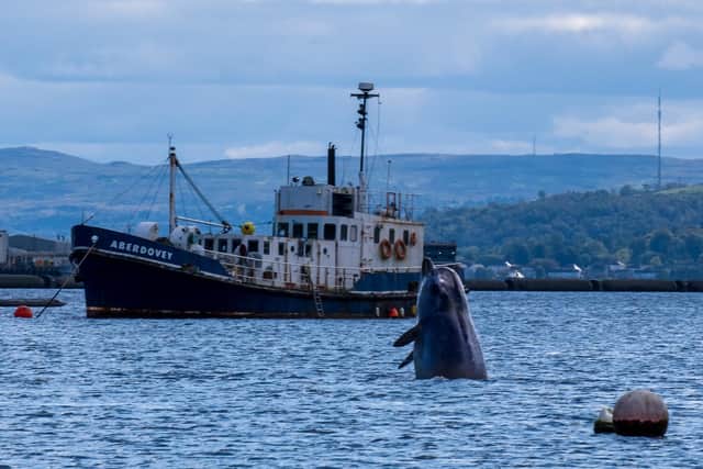 Three northern bottlenose whales cavorting in Garelochead, Argyll and Bute, Scotland