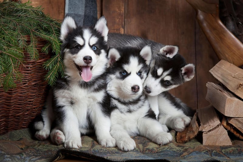 Another breed with a history of helping humans in the icy north, the Siberian Husky is one of the world’s oldest working breeds of dog. The Chukchi people of east Siberia relied on the dogs to develop their hunter gatherer culture thousands of years ago - using them to pull sleds, protect the tribe from invaders, and hunt animals for food.