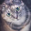 Here are 10 cat breeds that are perfect company for the older owner.