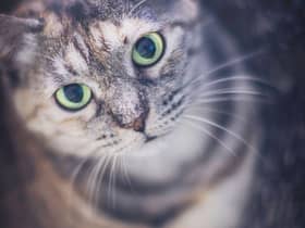 Here are 10 cat breeds that are perfect company for the older owner.