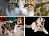 Here are 10 cat breeds that are perfect company for the older owner.