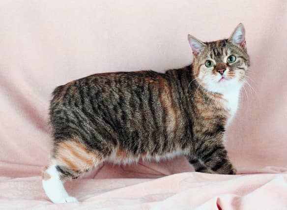 Here are 10 cat breeds that are perfect company for the more elderly owner.