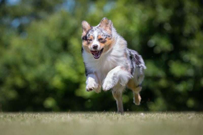 Despite the name, the Australian Shepherd doesn't actually come from Down Under. It was developed in California in the 19th century as a working dog in the vast ranches of the Wild West.